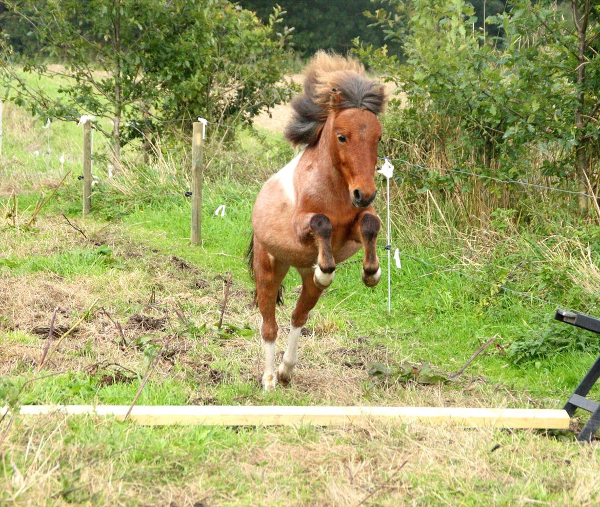 Shetlænder Archie - September 2011
Løsspringning

* Foto: Barløse* billede 3