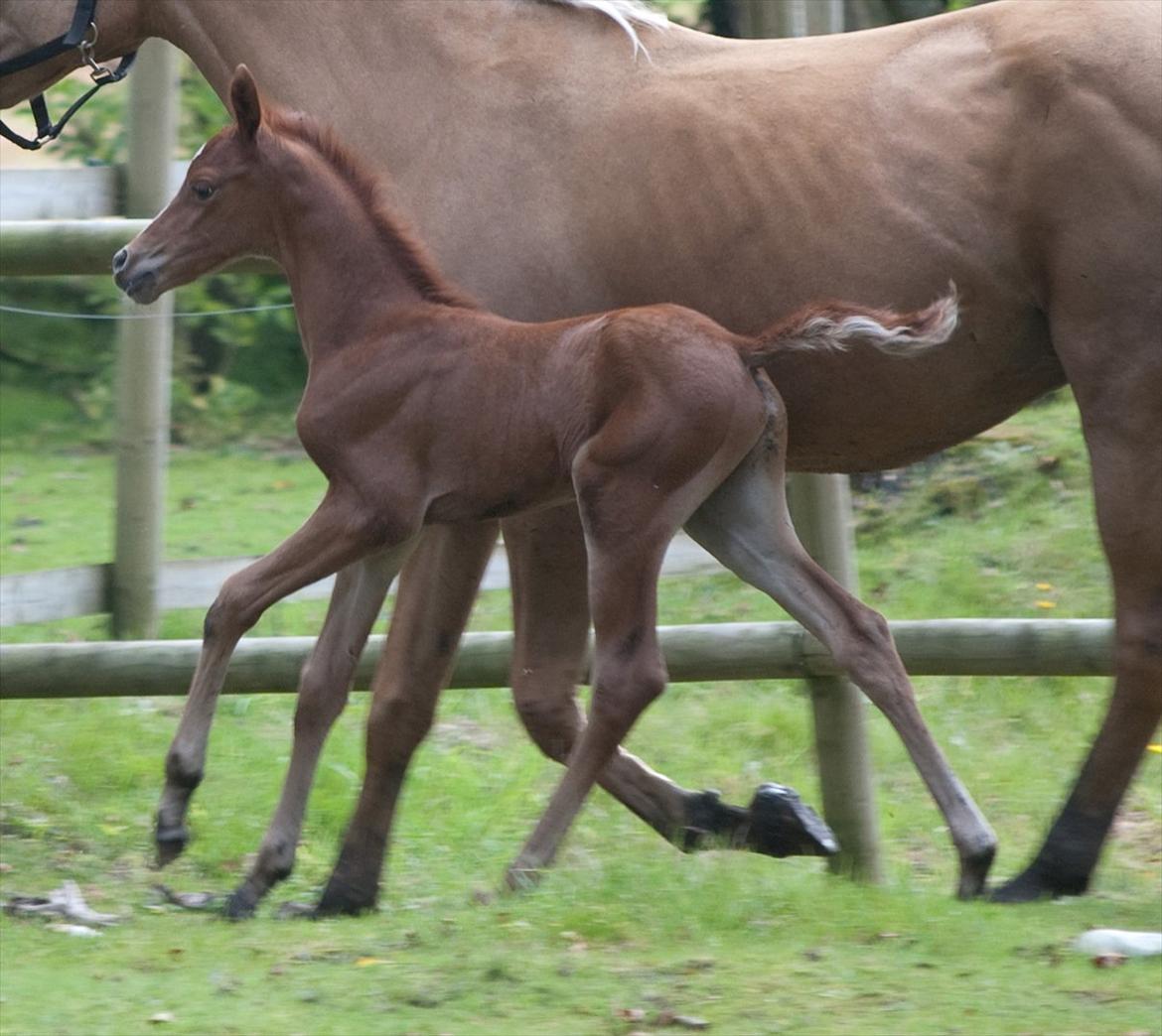Anden særlig race Enghavegårds Shan billede 5