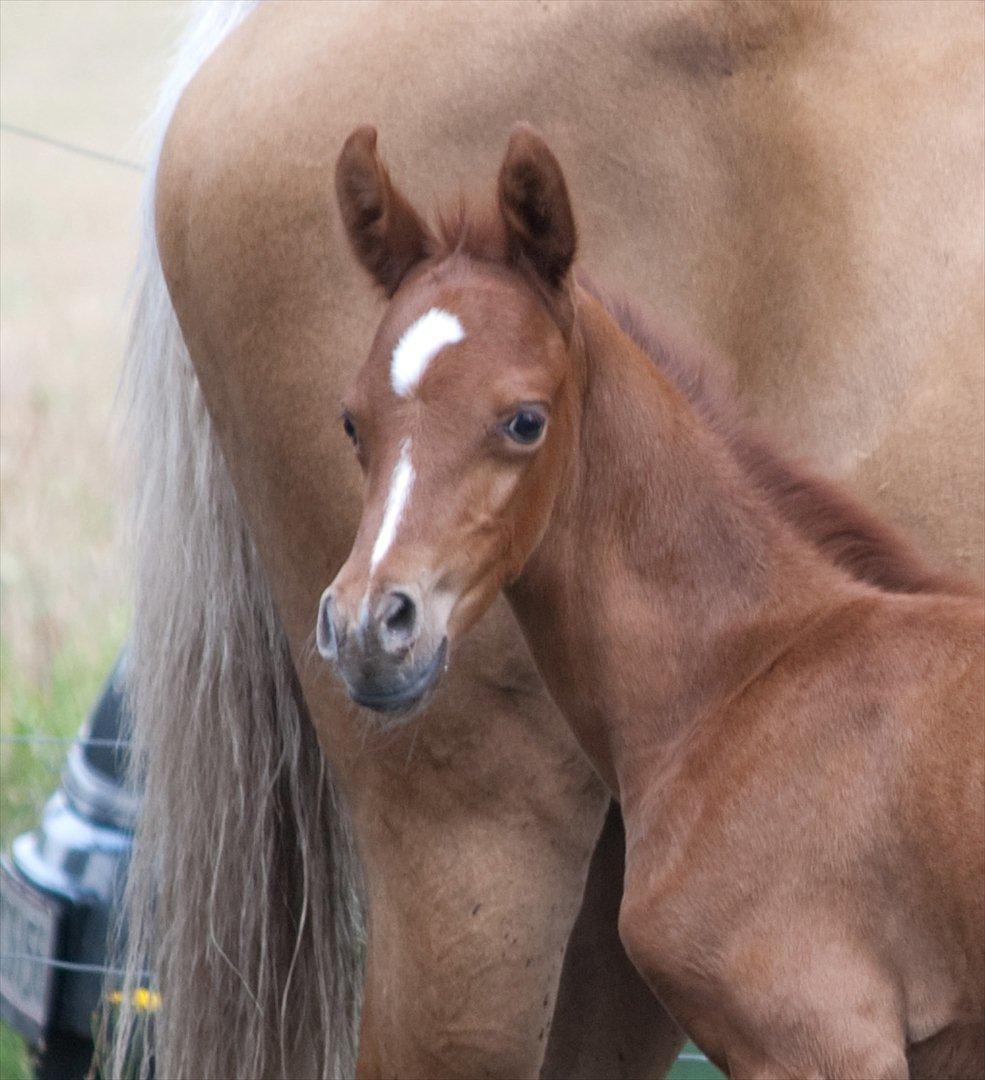 Anden særlig race Enghavegårds Shan billede 6