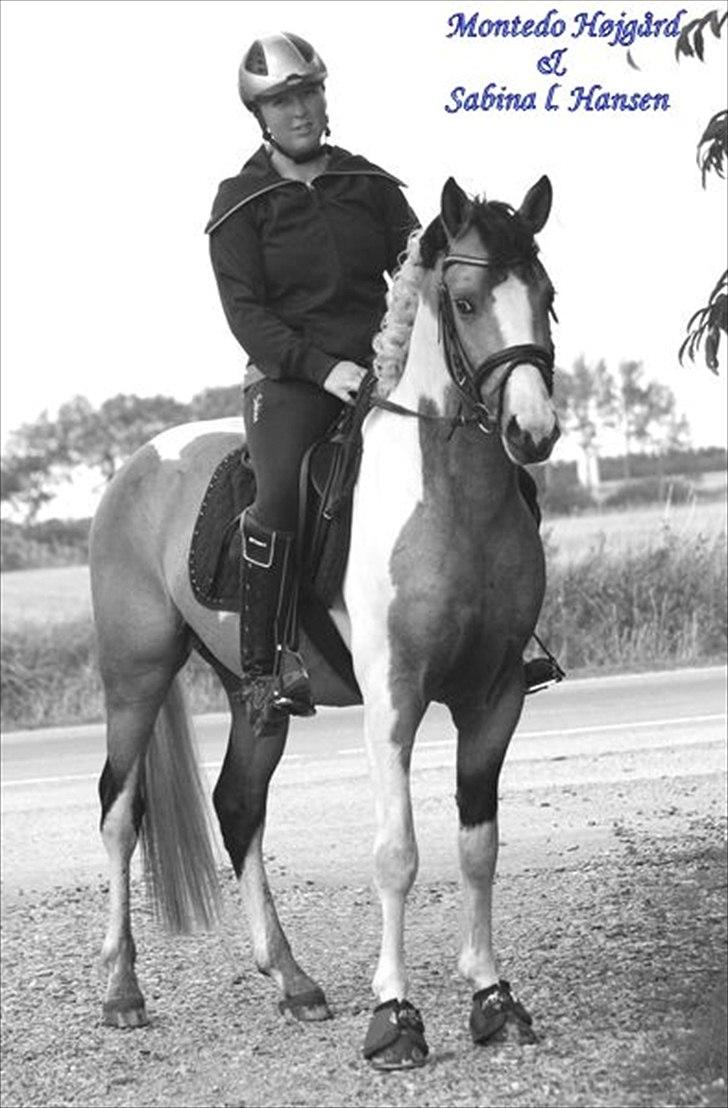 Pinto GP MONTEDO HØJGÅRD Avlshingst - GP MONTEDO HØJGÅRD være til hingstekåring i DPF, her blev han bedste 3 år`s ponyhingst
det betyder at han har bedækningstilladelse i 2012 
Han er da bare en smuk Hingst. d 09-09-2011 billede 1