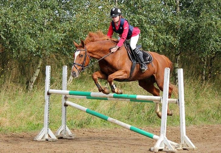 Dansk Varmblod Thekla - (y).. billede 14