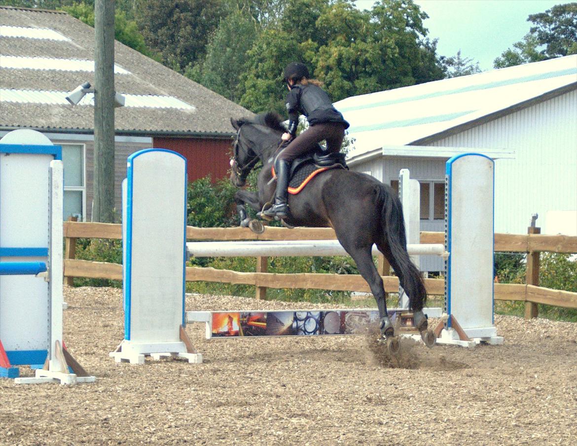 Fuldblod (XX) La Corona - Lidt træning med stjernen. :o) 10. September 2011. billede 9