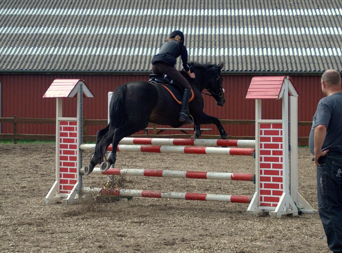Fuldblod (XX) La Corona - Lidt træning med stjernen. :o) 10. September 2011. billede 5