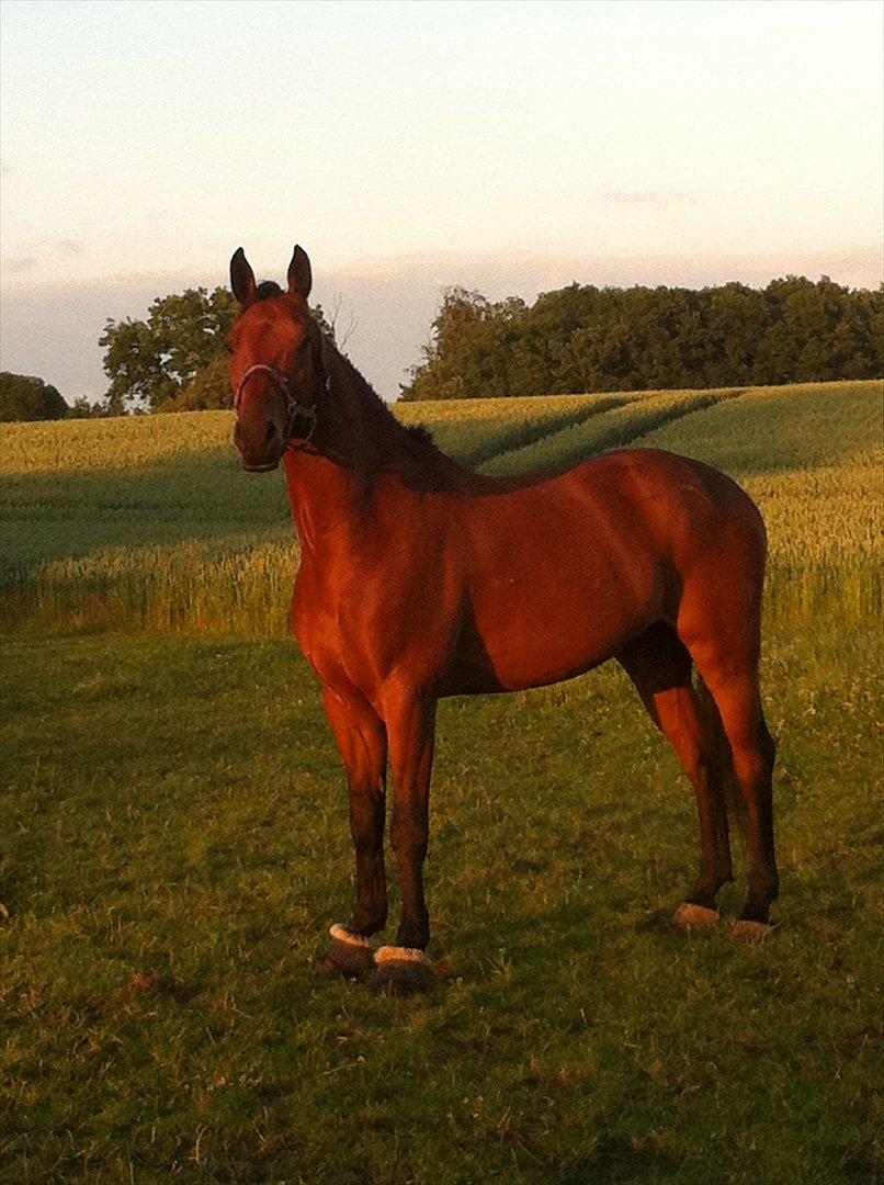 Dansk Varmblod Lui S billede 2