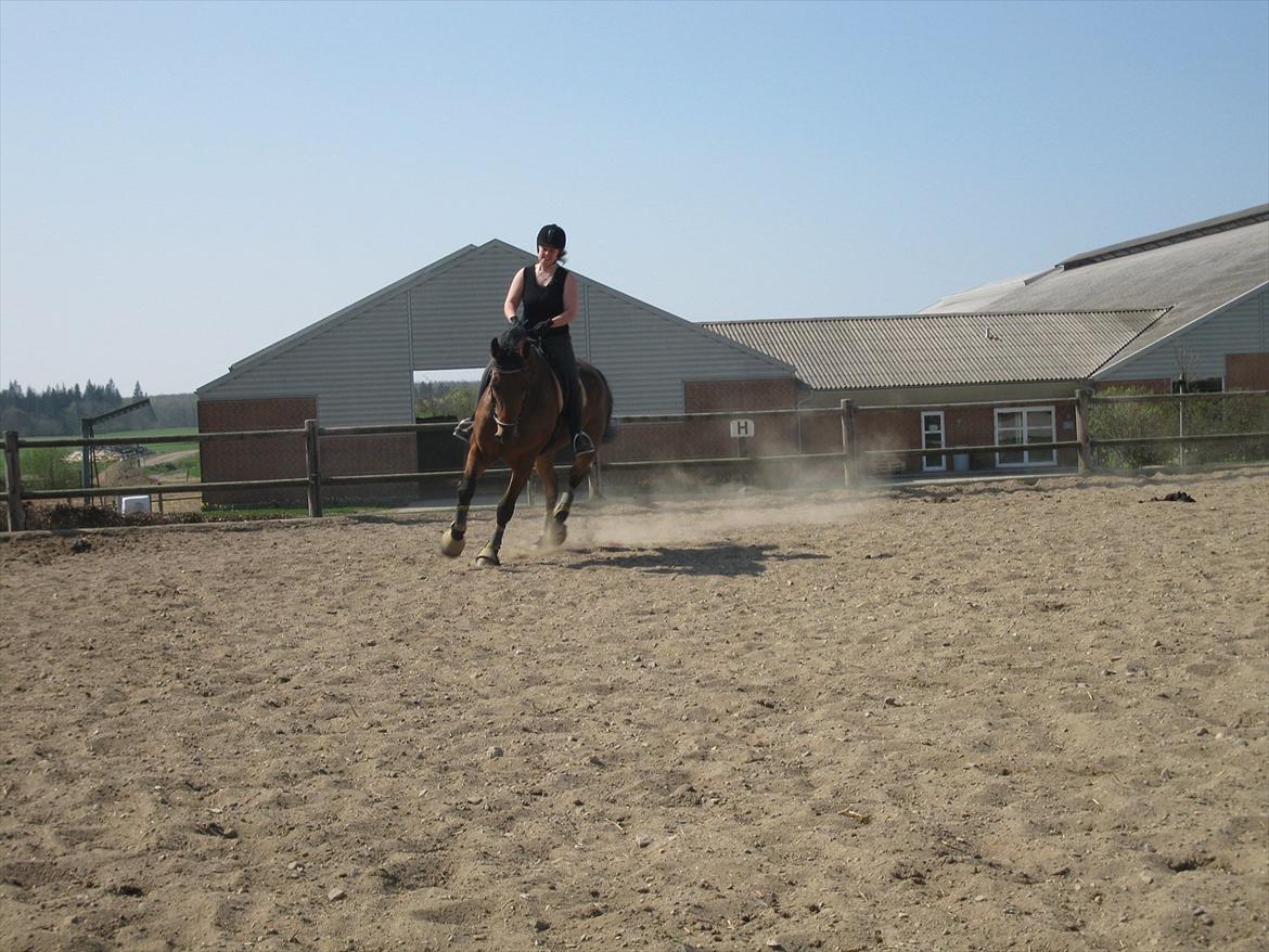 Dansk Varmblod Lui S billede 11