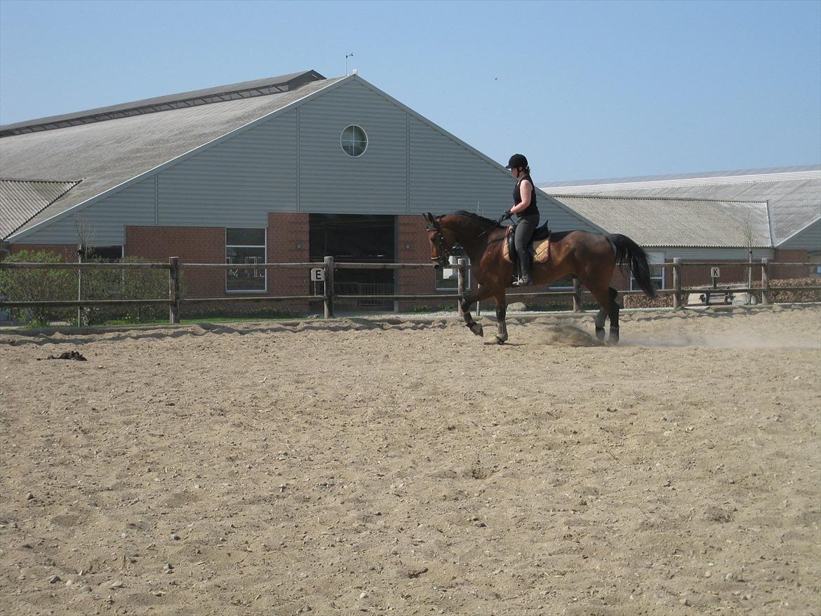 Dansk Varmblod Lui S billede 13