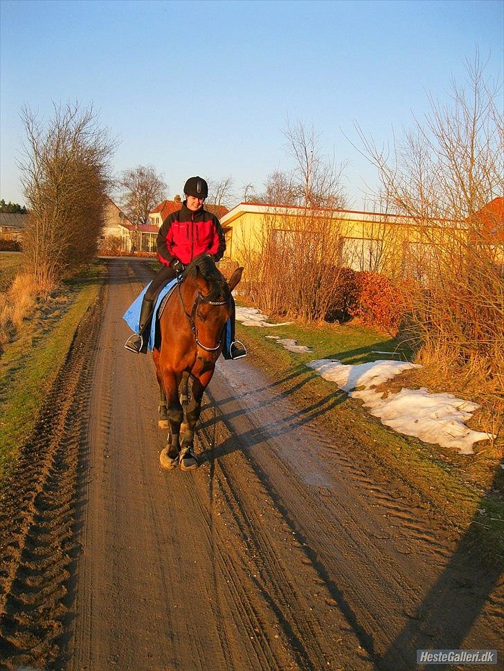 Dansk Varmblod Lui S billede 12