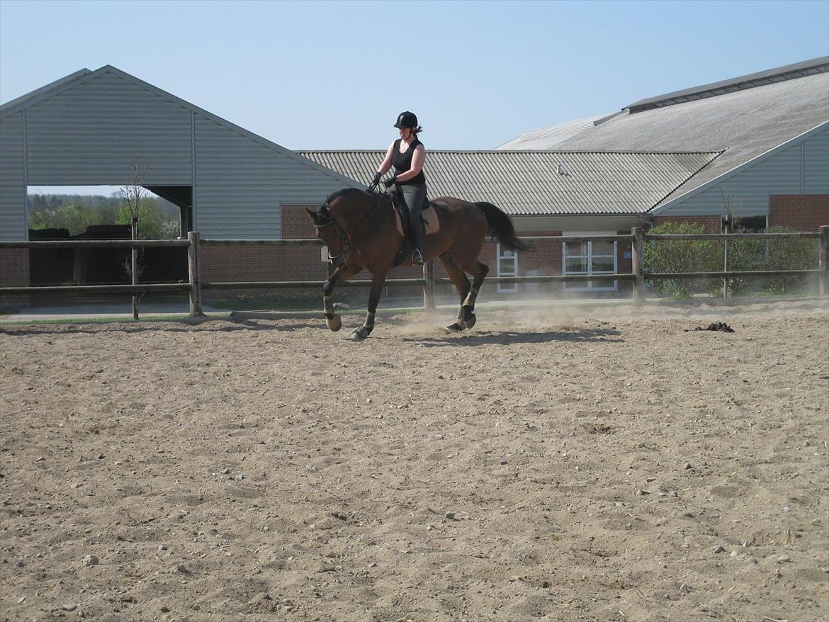 Dansk Varmblod Lui S billede 7