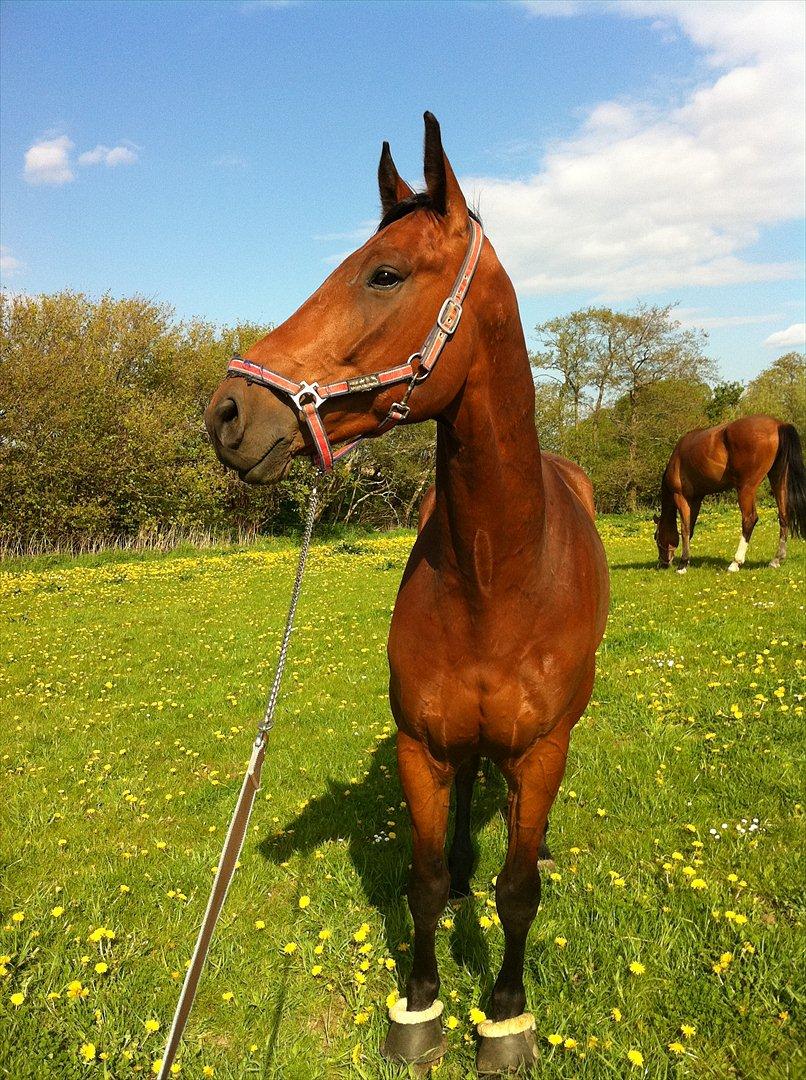 Dansk Varmblod Lui S billede 4