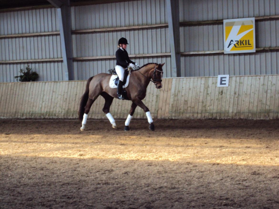 Dansk Varmblod Hoeck's Shakira billede 1