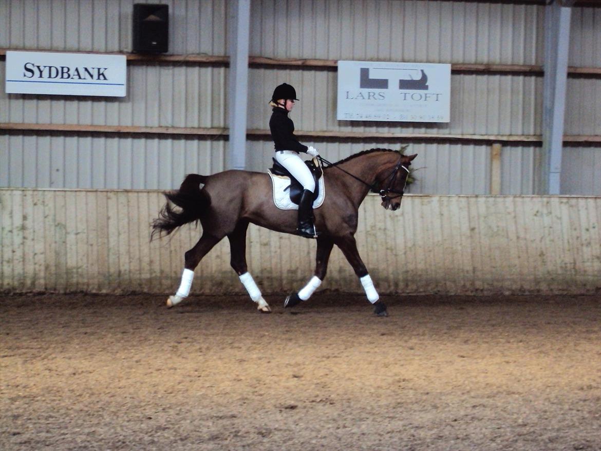 Dansk Varmblod Hoeck's Shakira billede 2