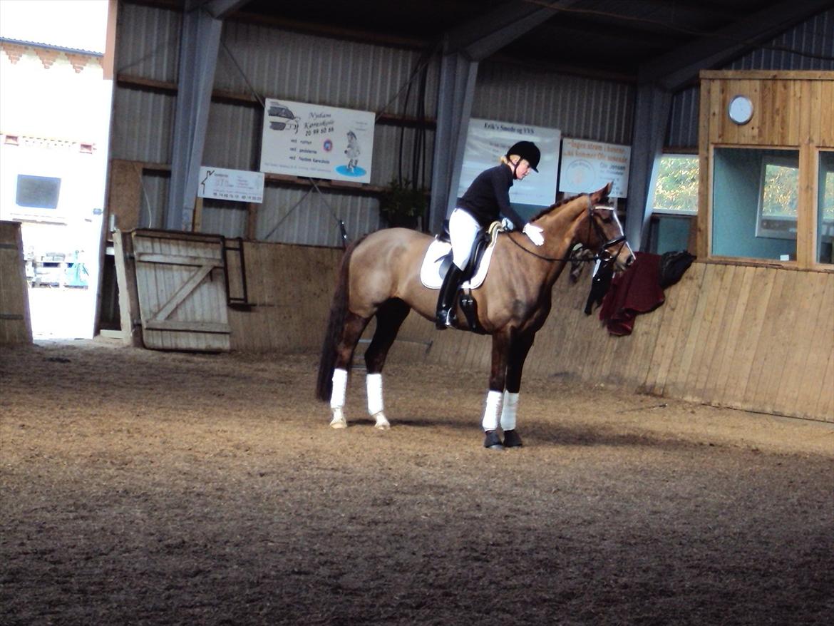 Dansk Varmblod Hoeck's Shakira billede 3