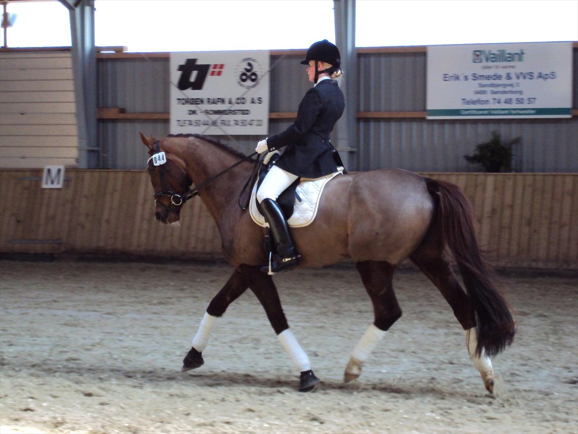 Dansk Varmblod Hoeck's Shakira billede 4