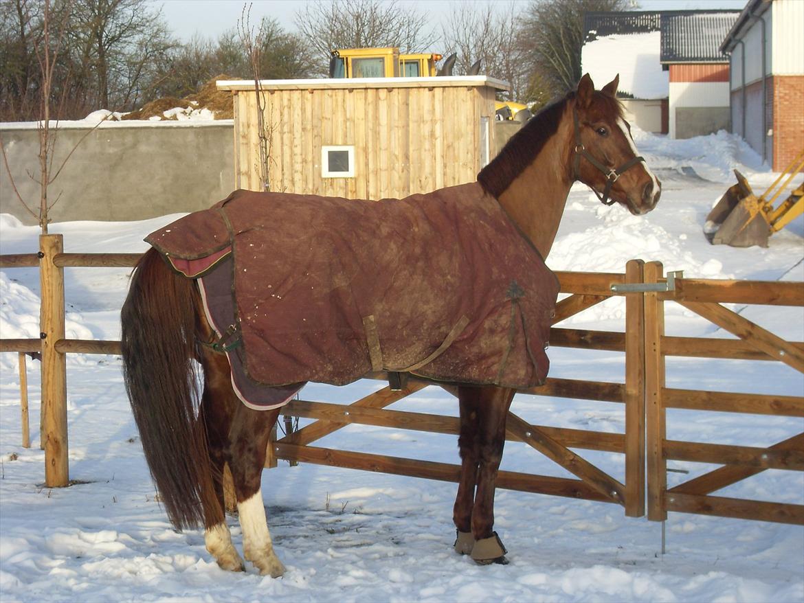 Dansk Varmblod Hoeck's Shakira billede 5