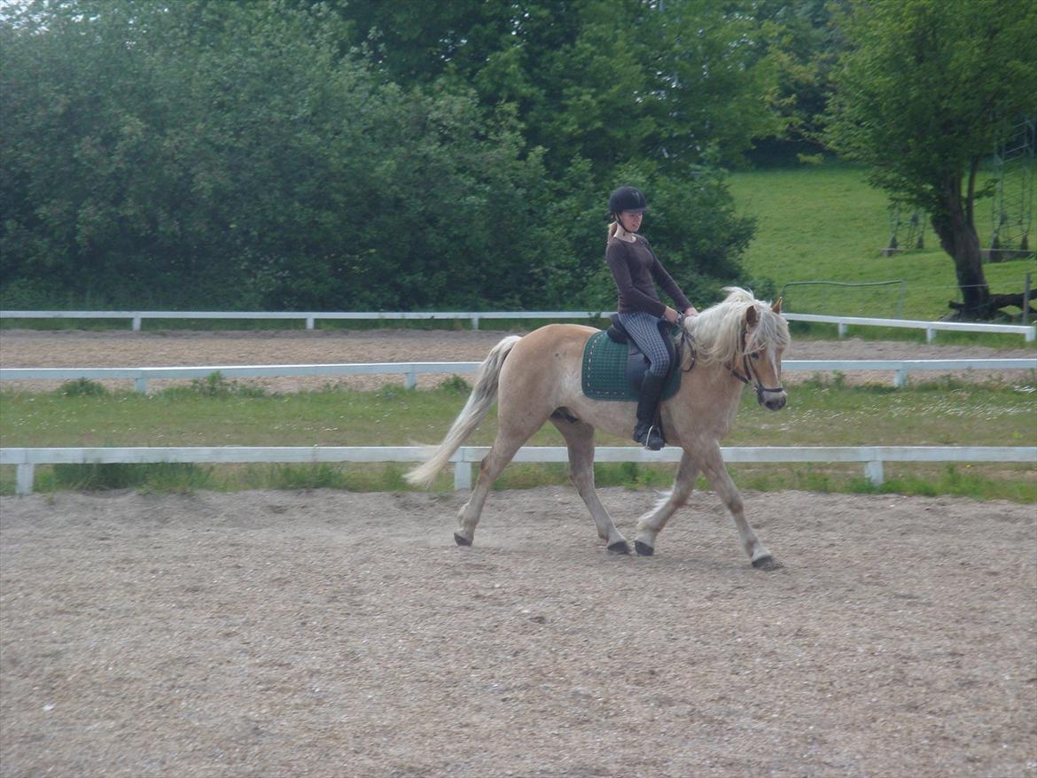 Haflinger Cody - Maj 2009
Foto: Hannah billede 4