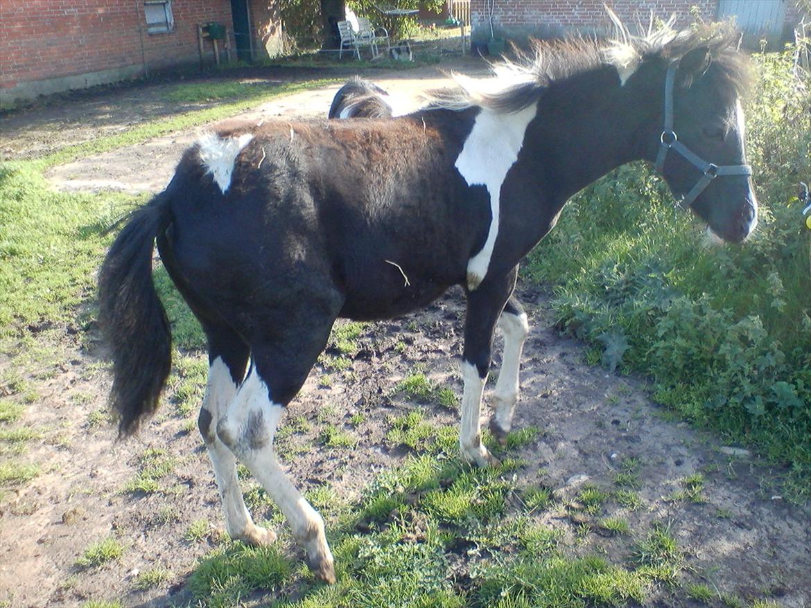 Anden særlig race Frida fra Toftgård (solgt) - 11-9-2011 billede 17
