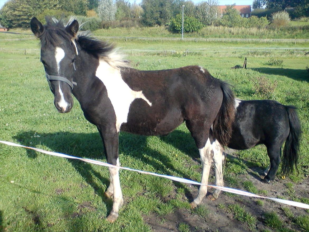 Anden særlig race Frida fra Toftgård (solgt) - 11-9-2011 billede 18