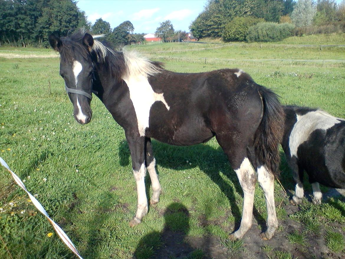 Anden særlig race Frida fra Toftgård (solgt) - 11-9-2011 billede 5