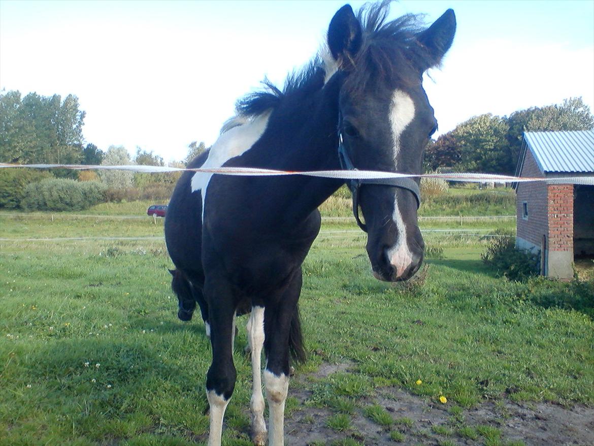 Anden særlig race Frida fra Toftgård (solgt) - 11-9-2011..På dette foto ligner hun noget oldenborg/pinto-blanding synes jeg..:) billede 7