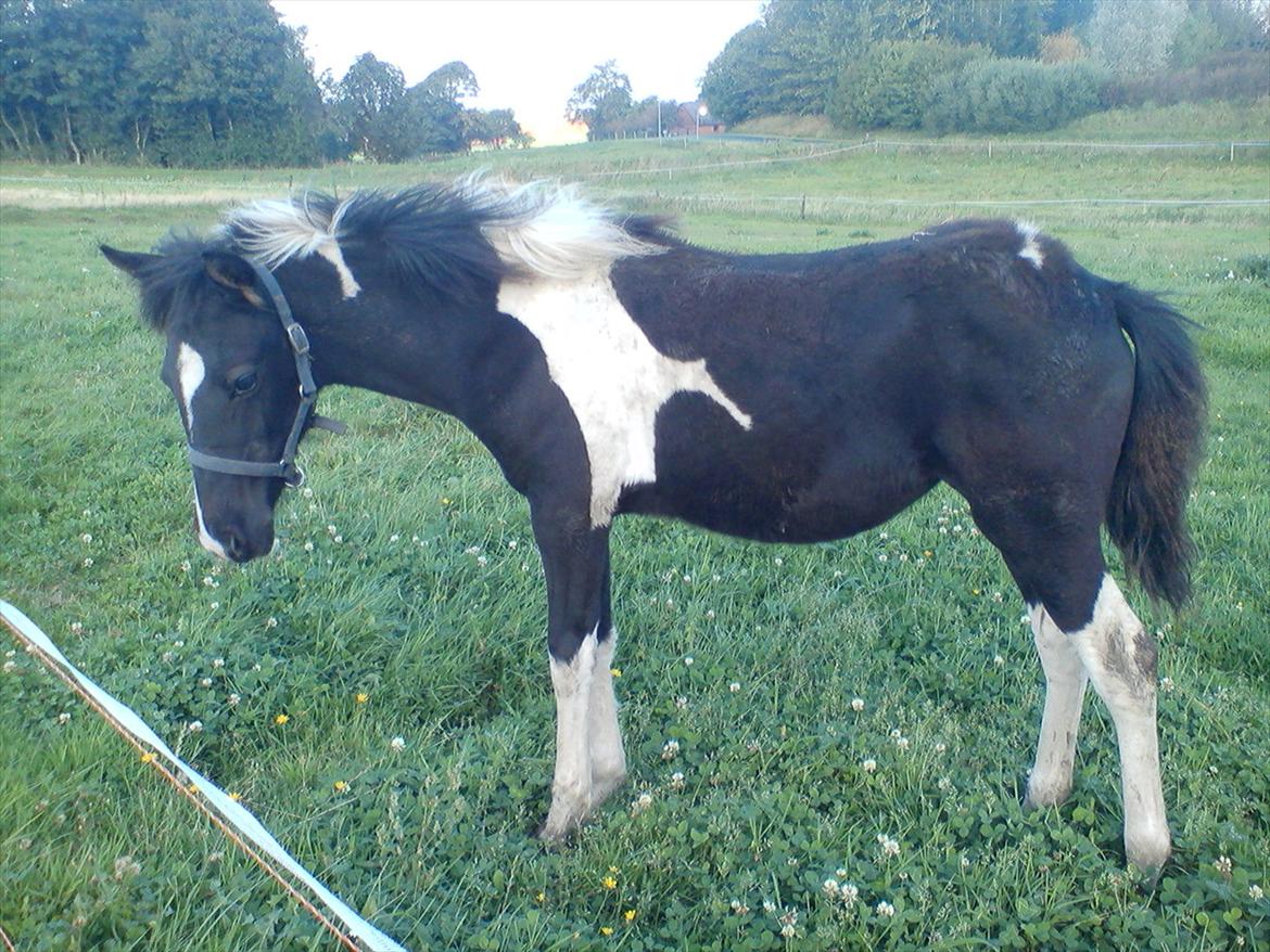 Anden særlig race Frida fra Toftgård (solgt) - 11-9-2011...jo hun skal nok blive fin.Er heller ikke skrigende mager mere :) billede 6