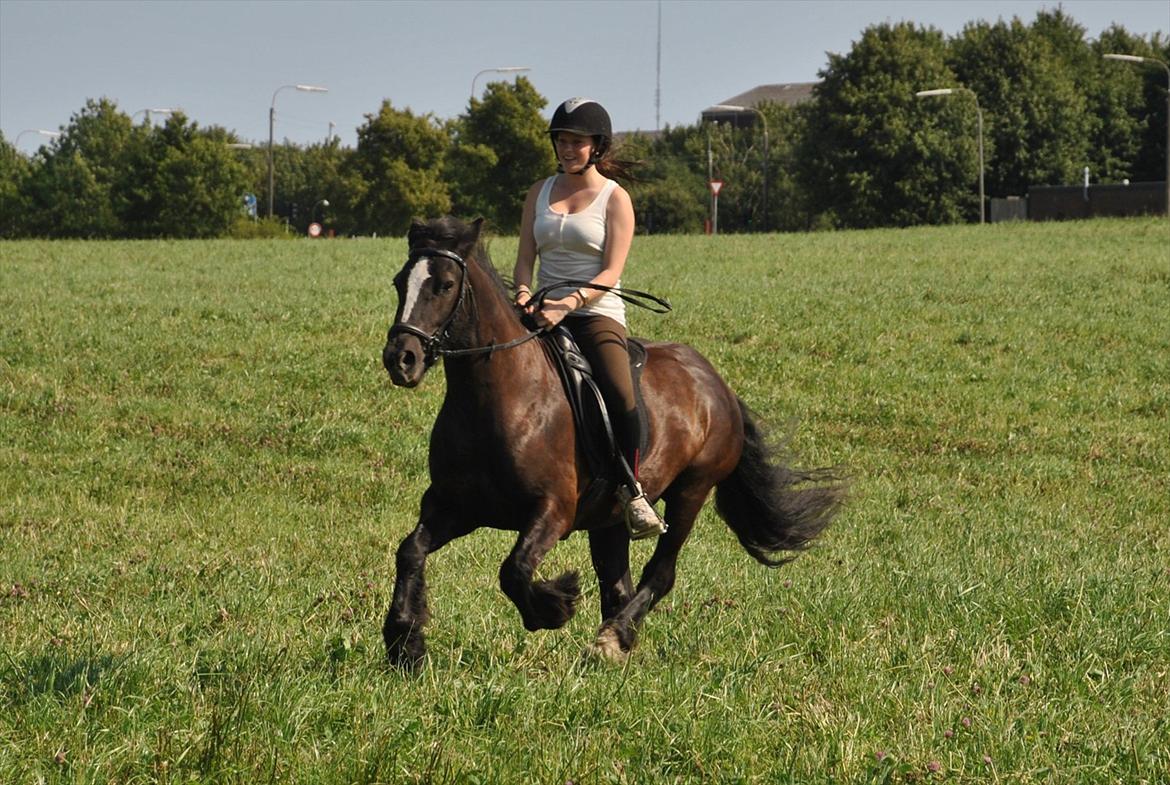 Irish Cob Sir Tonga | x - Part - Foto: Sofie | Gallop ud over marken!  billede 3