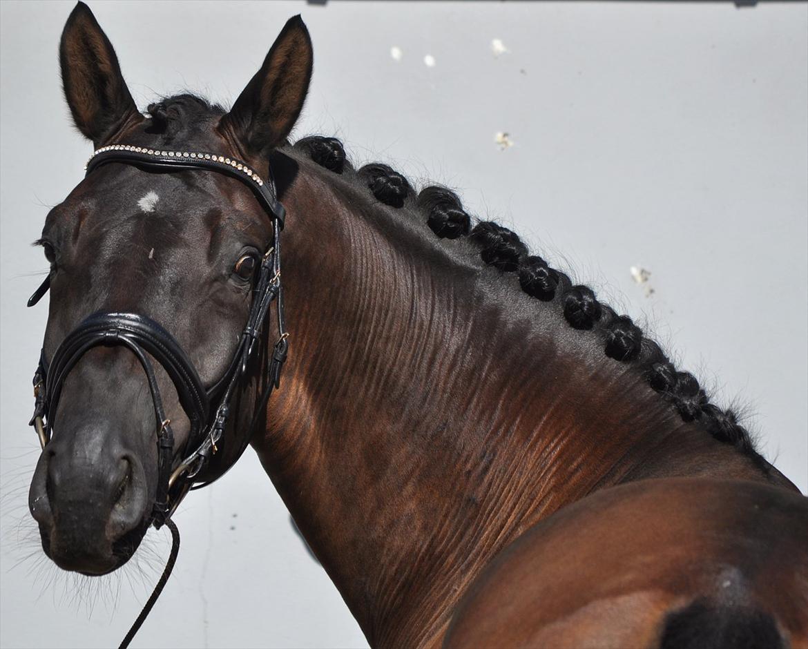 Dansk Varmblod Brandtoftes Zardiolo*solgt* billede 1