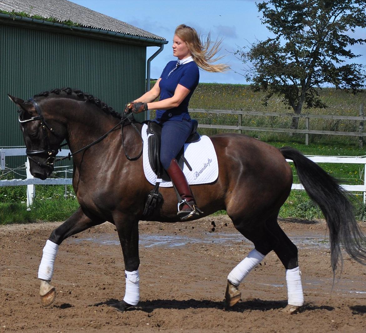 Dansk Varmblod Brandtoftes Zardiolo*solgt* billede 4