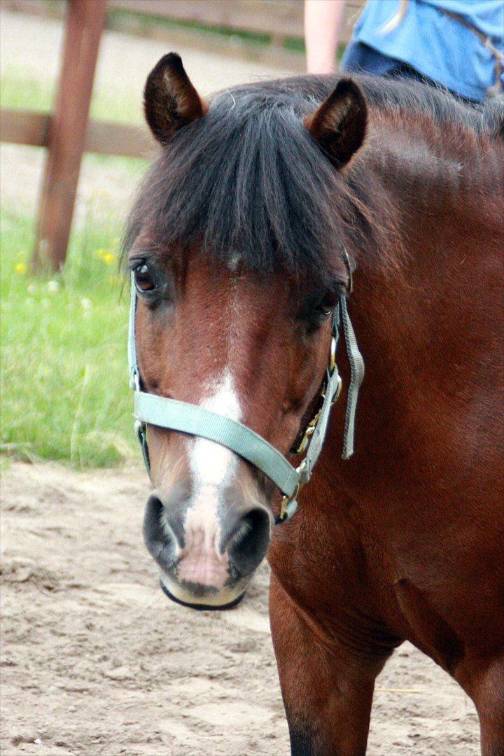 Welsh Mountain (sec A) Jolly Jumper  - 19 ♥ Den lille charmetrolden!!
Ikke til at stå for..
[ Foto: Mig ] ♥
Tusind tak for kigget billede 19