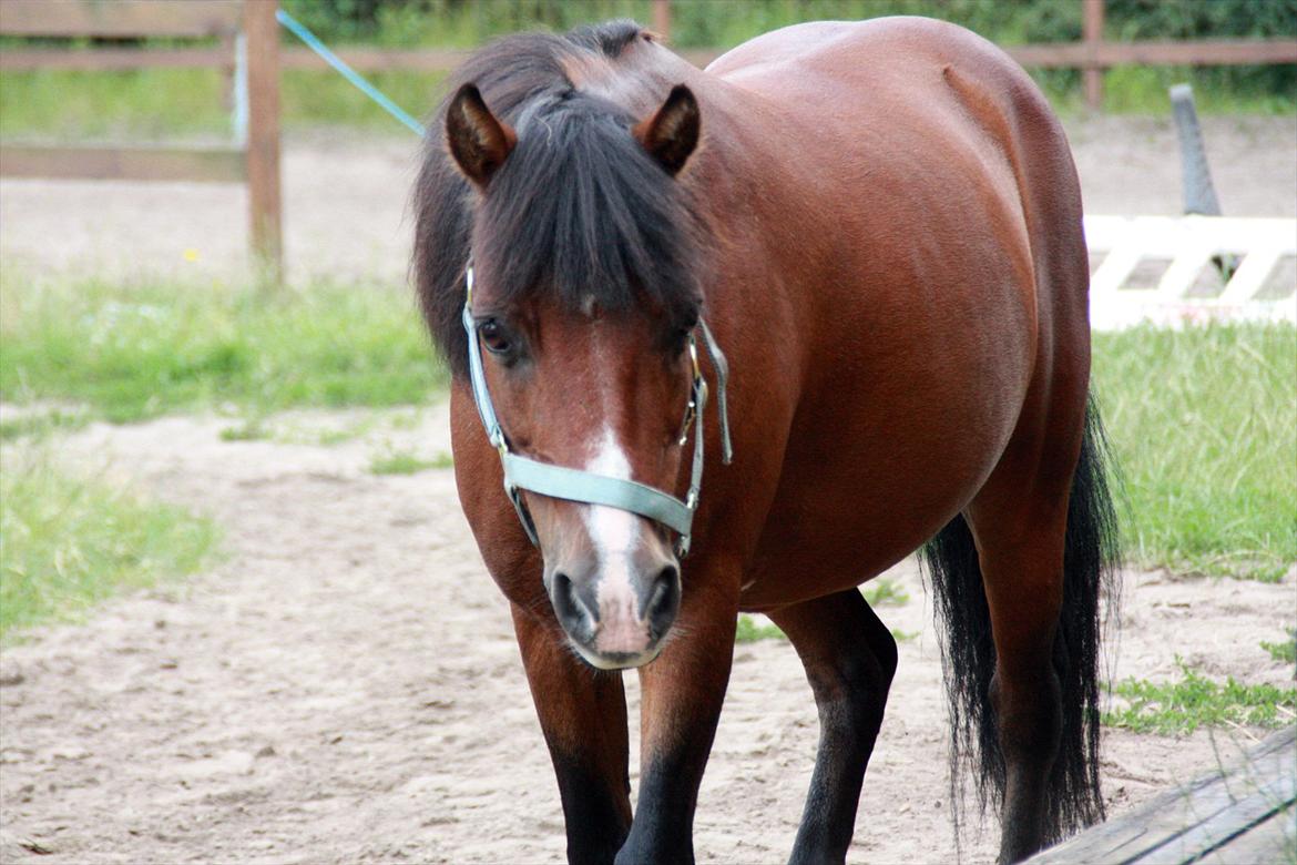 Welsh Mountain (sec A) Jolly Jumper  - 12 ♥ Søde, dejlig, smukke, skønne, fantastiske Jollye!!!
Den pony har bare det hele og jeg har været en af de heldige om opleve det!!
[ Foto: Mig ] ♥
 billede 12