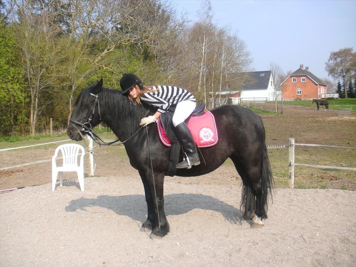 Welsh Cob (sec D) Chanel - Når jeg næsten lige havde fået hende(-; billede 5