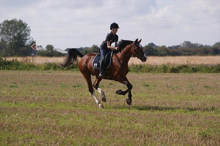Hollandsk Varmblod Amigor (sendt tilbage) :'/ - Mig og Min vidunderlige hest! <3 billede 13