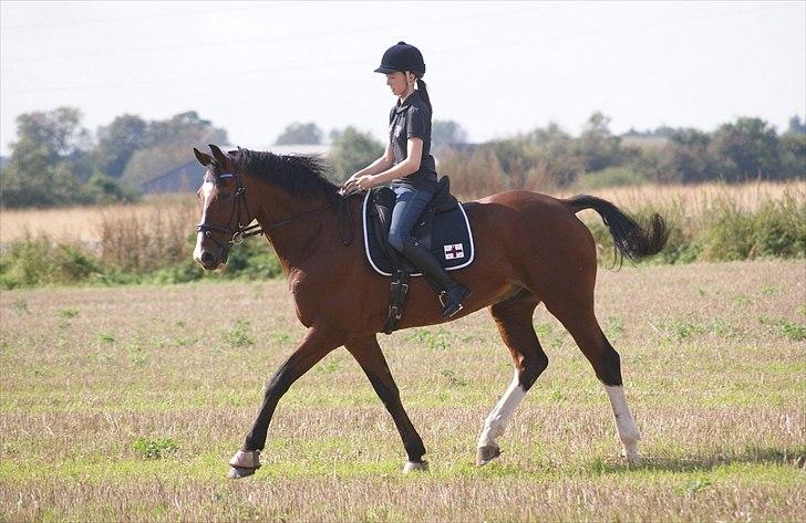 Hollandsk Varmblod Amigor (sendt tilbage) :'/ - Prøver lidt dressur på marken :-) <3 billede 3