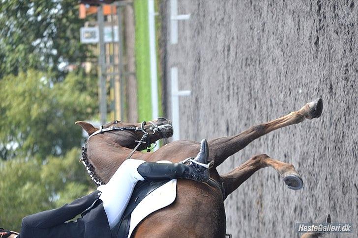 Anden særlig race Rapollo  - Første distrikts stævne(-:
LA1

MHN FOTO billede 20