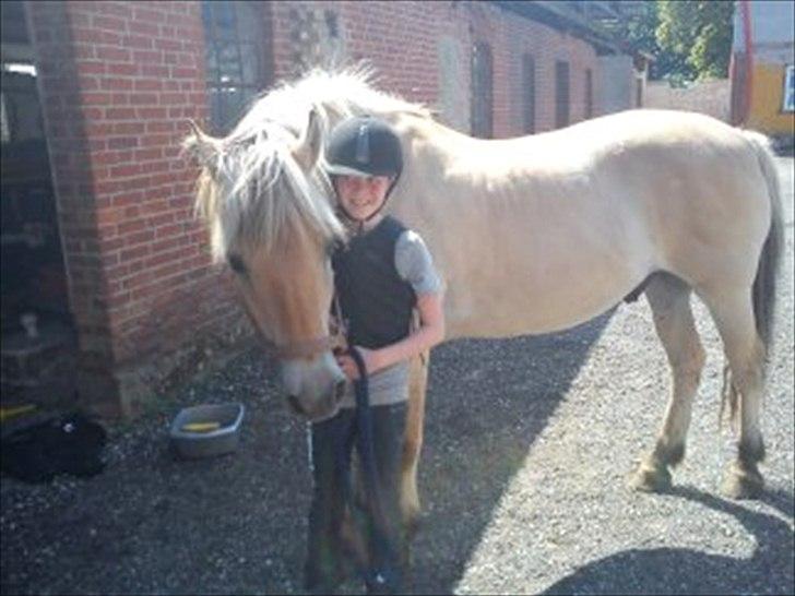 Fjordhest Arnold - Min datter Rikke, som sagtens selv kan tumle Arnold, selvom han er både stor og stærk billede 2