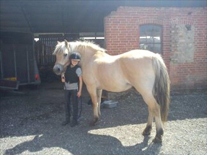 Fjordhest Arnold billede 3