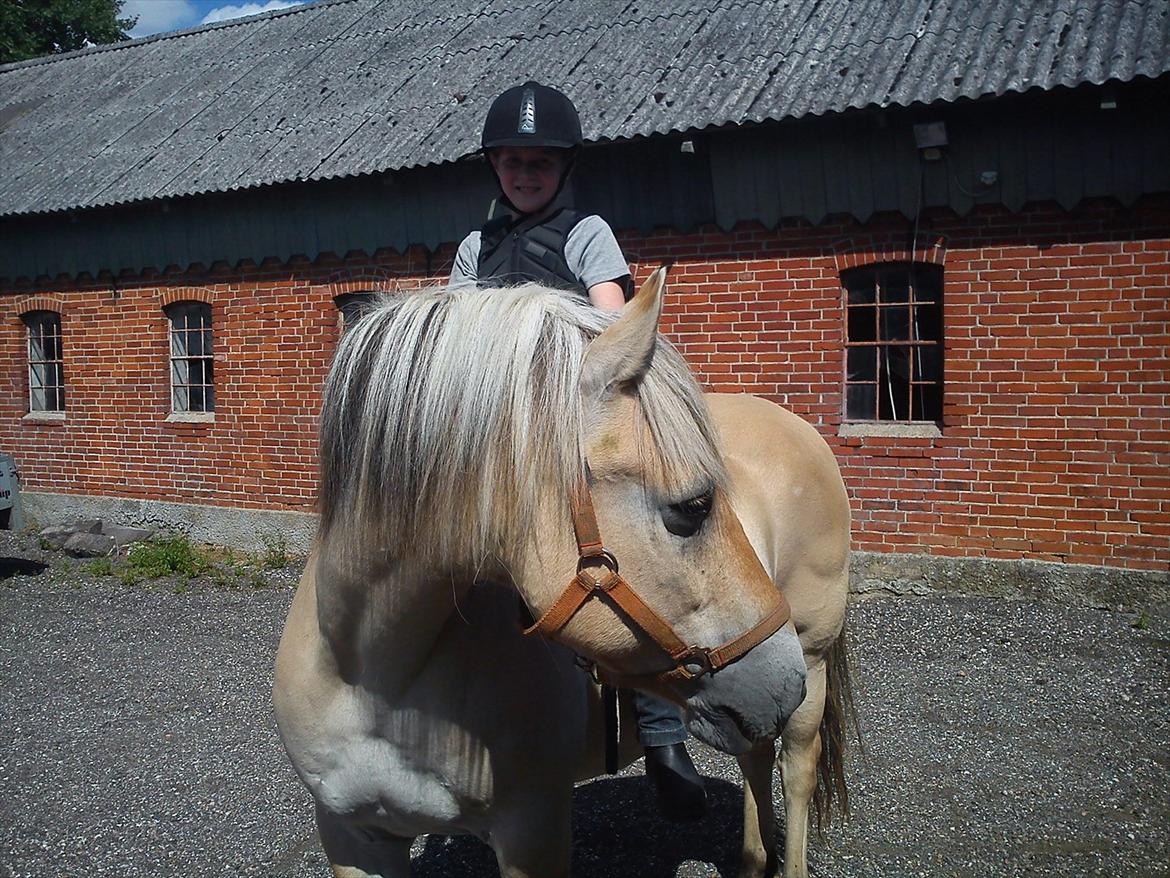 Fjordhest Arnold - Hey.... , hvad laver hun deroppe, der plejer da ikke at sidde nogen?? billede 4