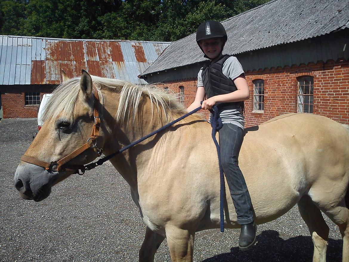 Fjordhest Arnold - Tror lige jeg går en tur billede 5