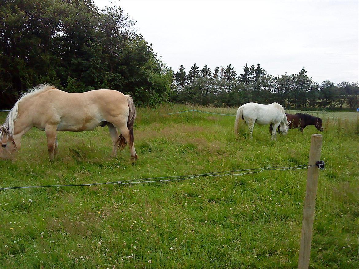 Fjordhest Arnold - Arnold med "damerne", Rikke's 2 pony hopper billede 6