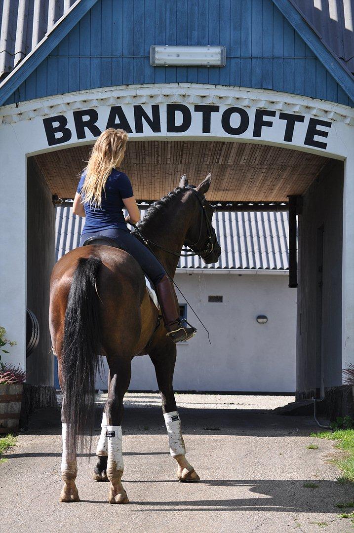 Dansk Varmblod Brandtoftes Zardiolo*solgt* billede 10
