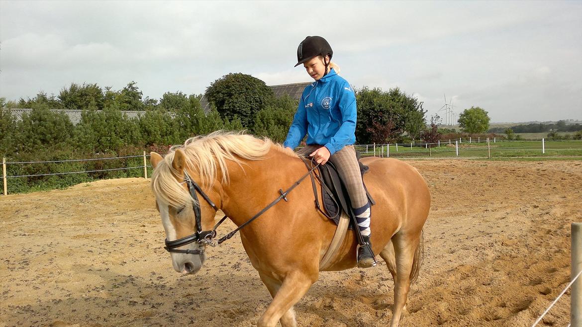 Haflinger Wonder - 1 gang hjemme:*<3<3 billede 11