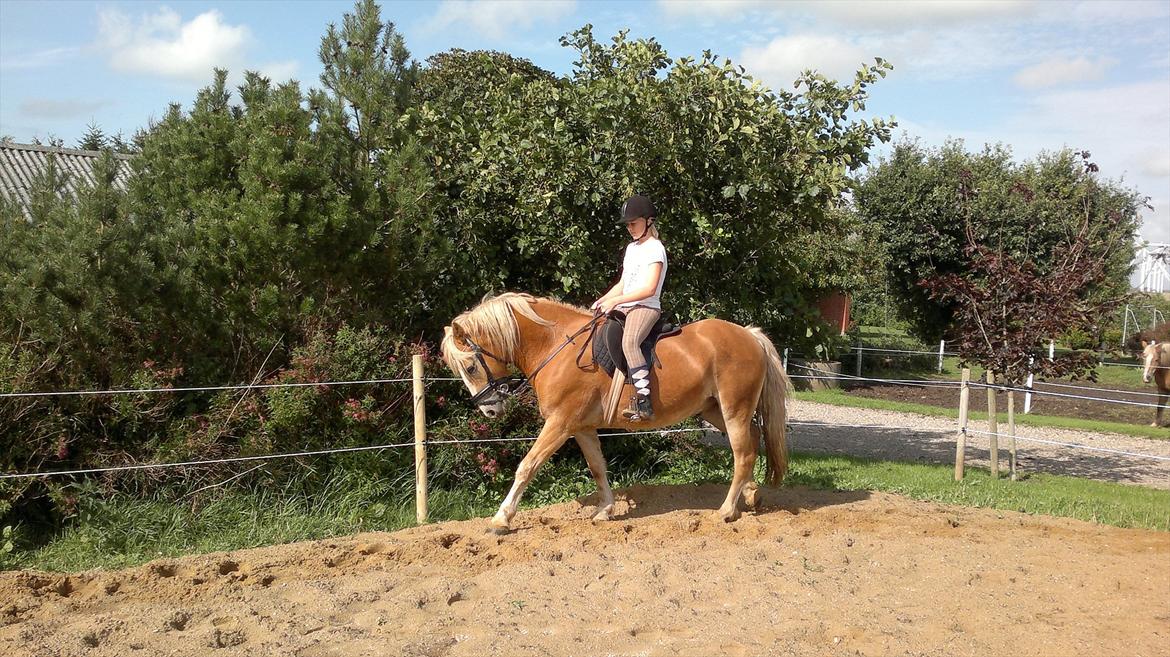 Haflinger Wonder - Love you!:* billede 12