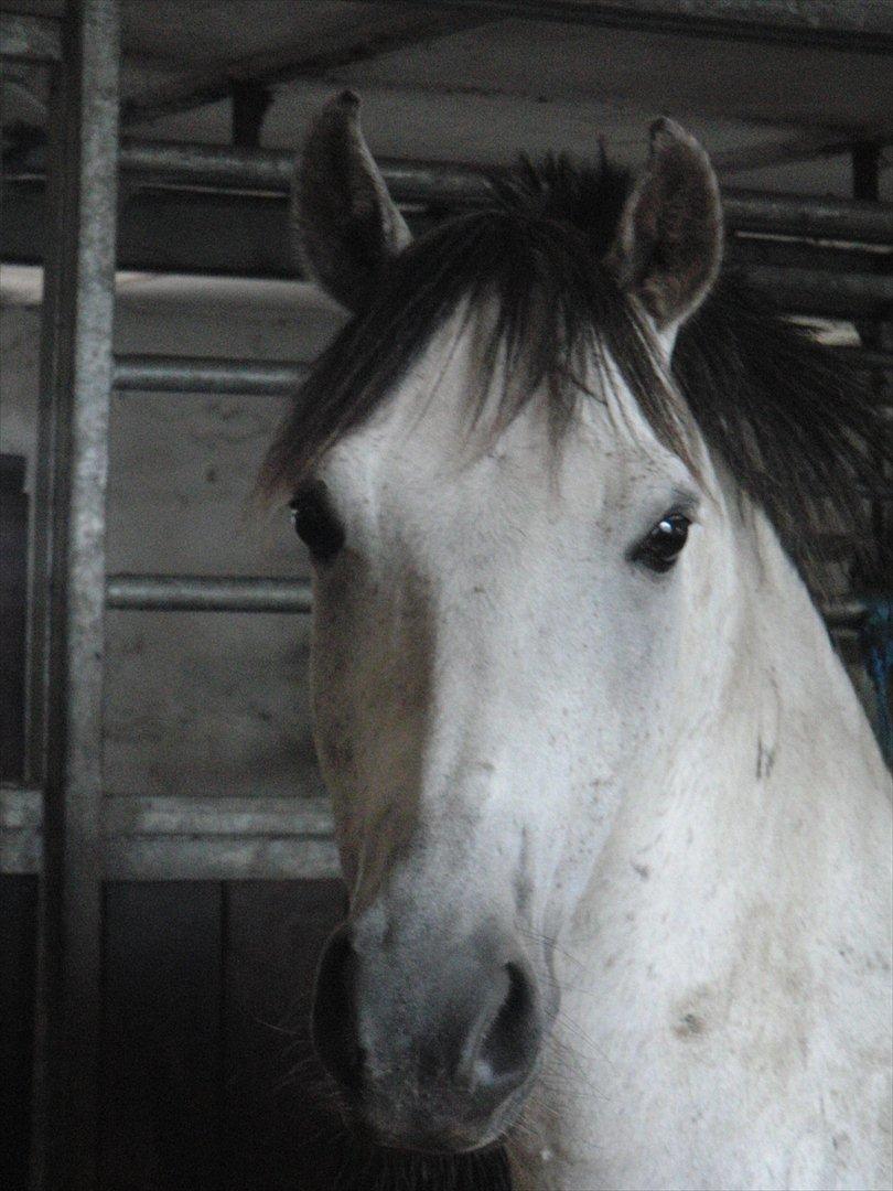 Welsh Pony (sec B) AHLEGAARDS BAHLOU B-PONY {L} - - er han ikke bare charmerende? billede 16