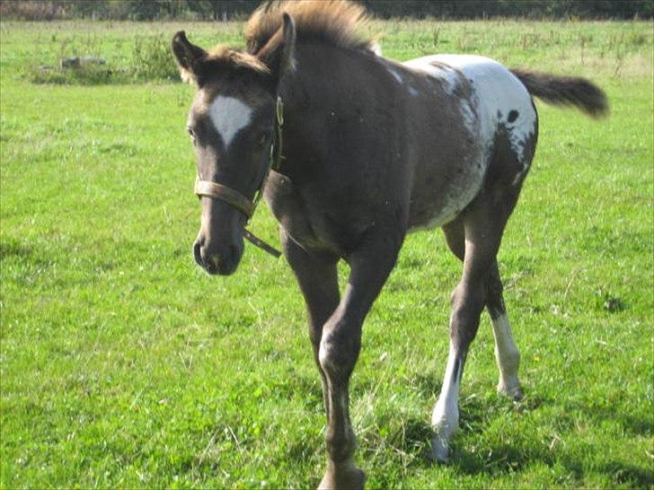 Knabstrupper Antoli´s Lynet billede 4