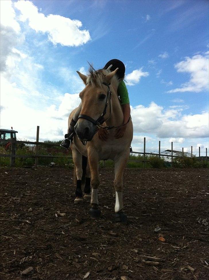 Fjordhest Rune Åby - Hej og velkommen til Rune's profil billede 1