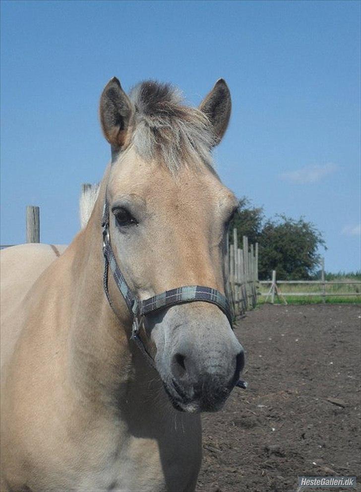 Fjordhest Rune Åby billede 2