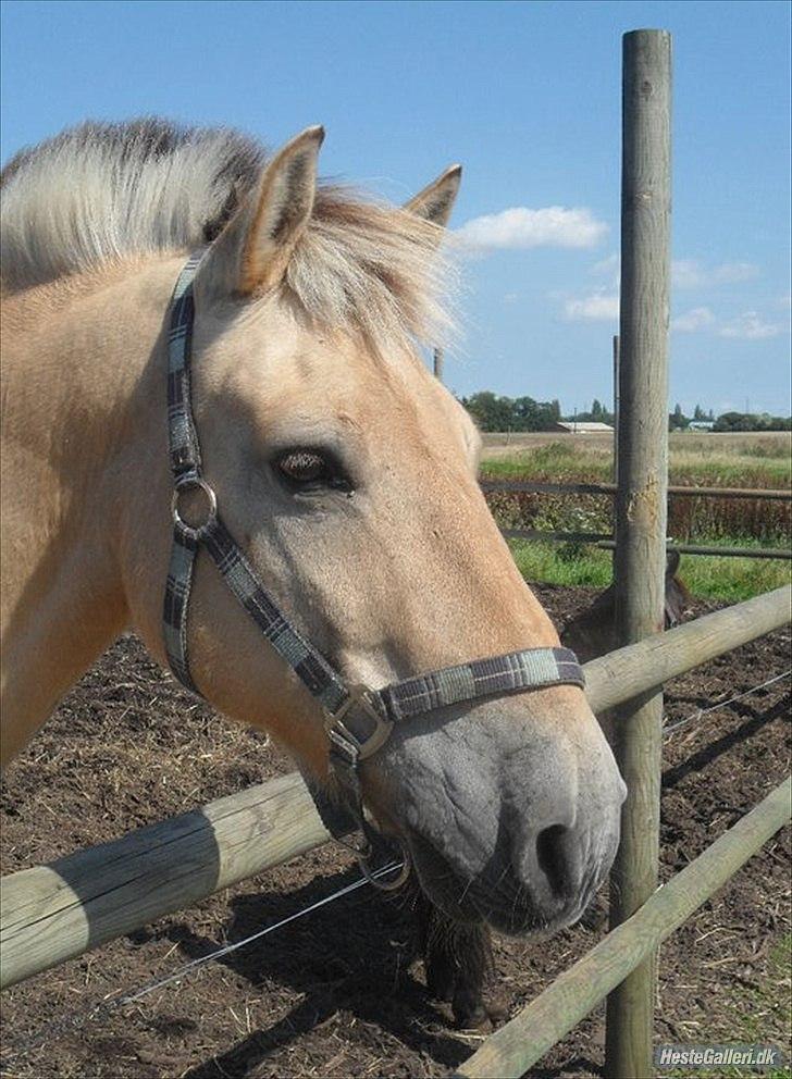 Fjordhest Rune Åby billede 3