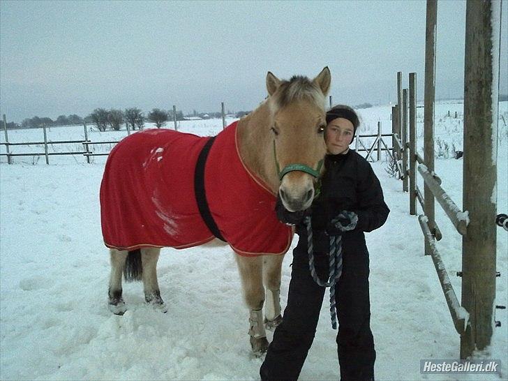 Fjordhest Rune Åby billede 4
