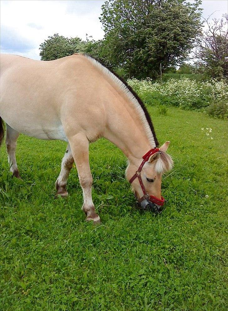Fjordhest Rune Åby billede 5