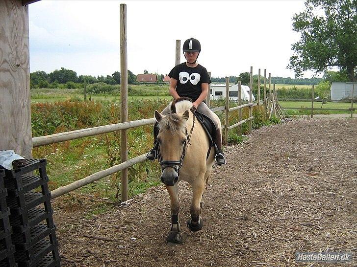 Fjordhest Rune Åby billede 7