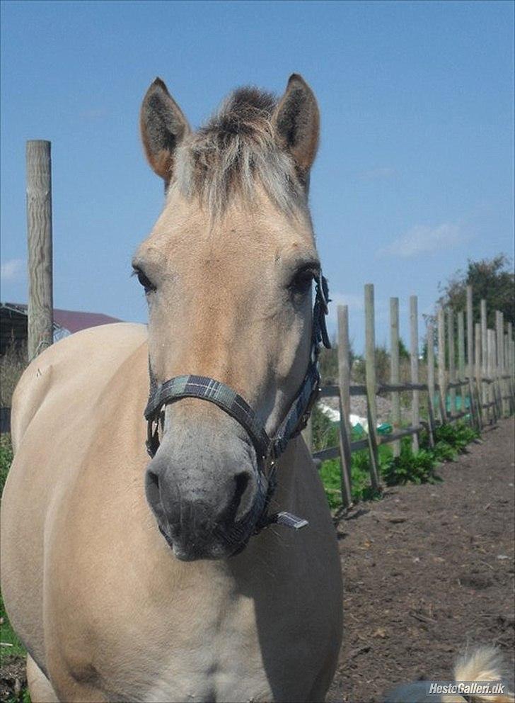 Fjordhest Rune Åby billede 8